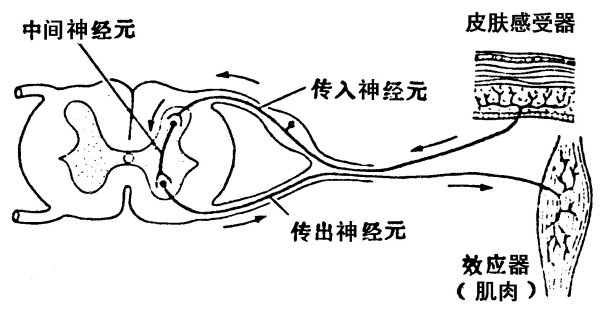 民银证券 反射弧：身体反应的关键“链条”